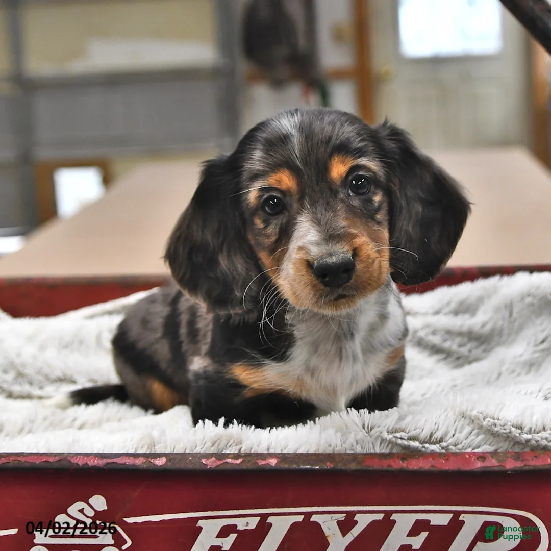 Miniature Dachshund dogs for sale: Peter - Ad 1