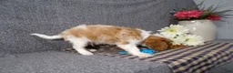 Cavalier King Charles Spaniel dogs for sale: Blake - Ad 3