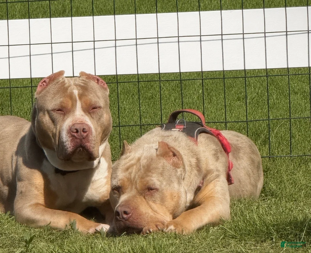 American Bully dogs for sale: American Bully 2 - Ad 3