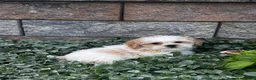 Shih Tzu dogs for sale: Simba - Ad 4
