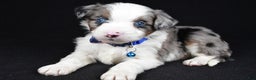 Mini Aussiedoodle dogs for sale: Sparky - Ad 5