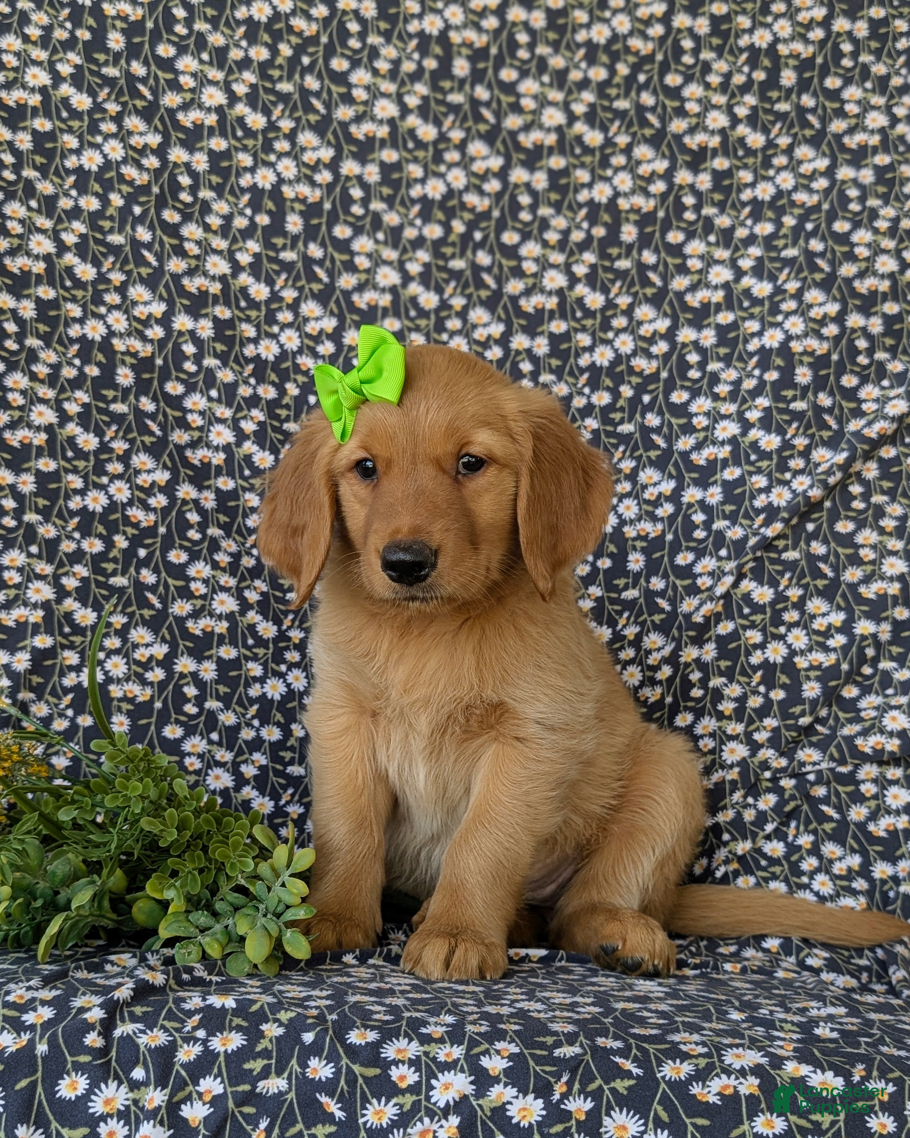 Golden Retriever dogs Camellia - Ad 1