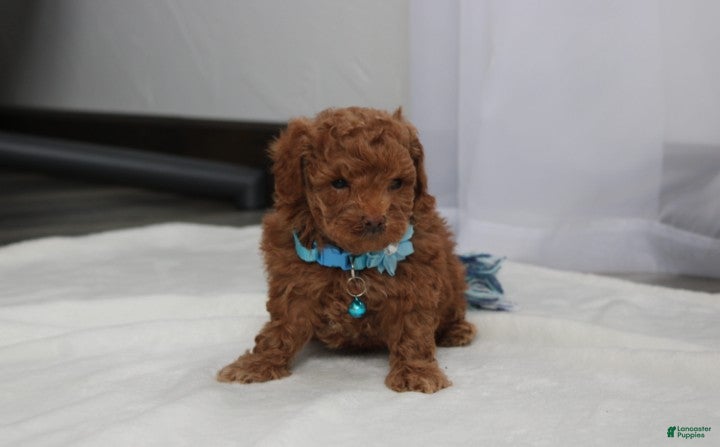 Bichpoo dogs Finley  - Ad 1