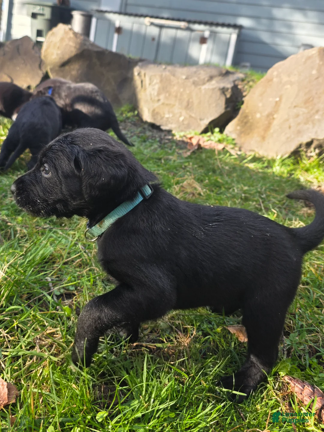 Labradoodle dogs for sale: Loka (light blue collar) - Ad 2