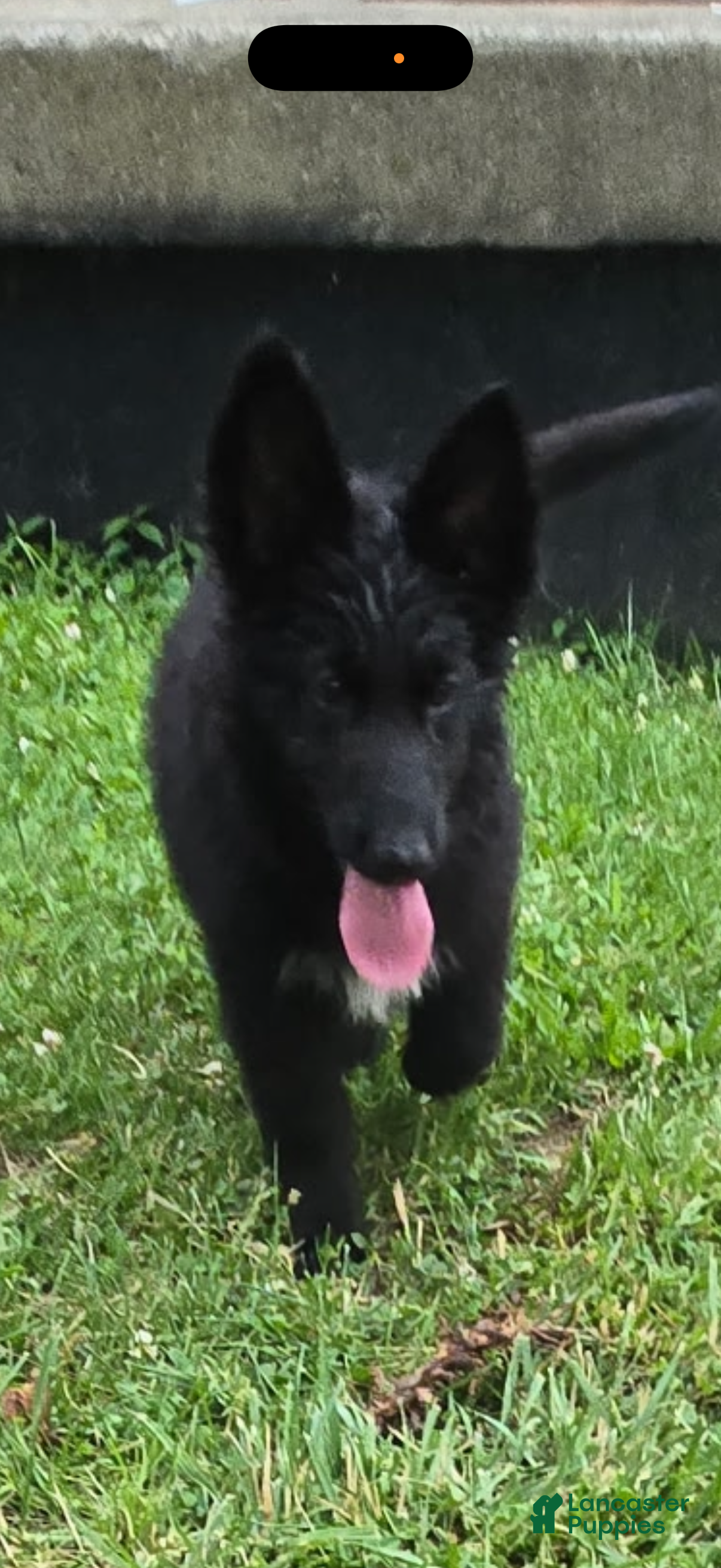 German Shepherd dogs Aurora  - Ad 1