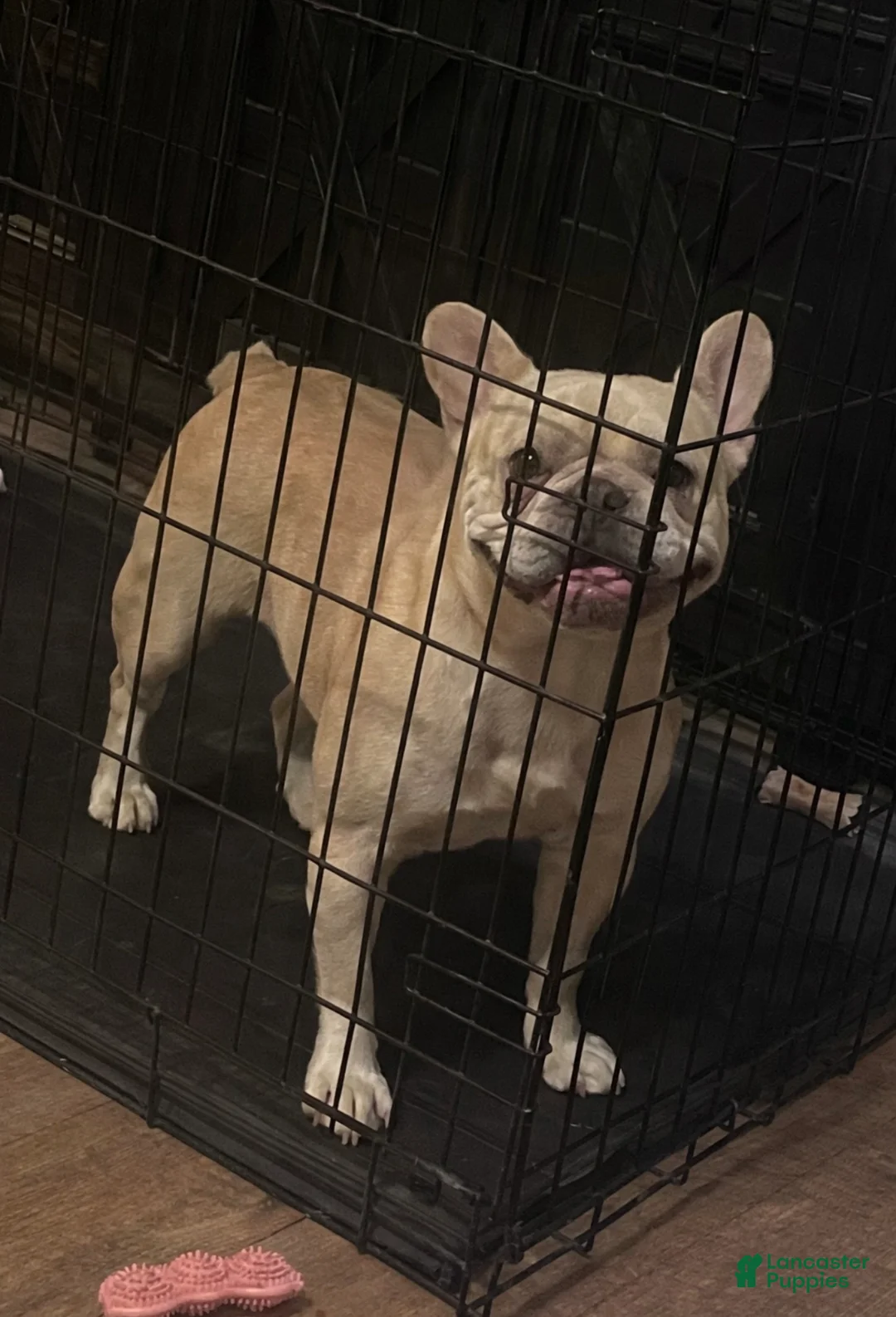 French Bulldog dogs for sale: French Bulldog Puppy 1 - Ad 5