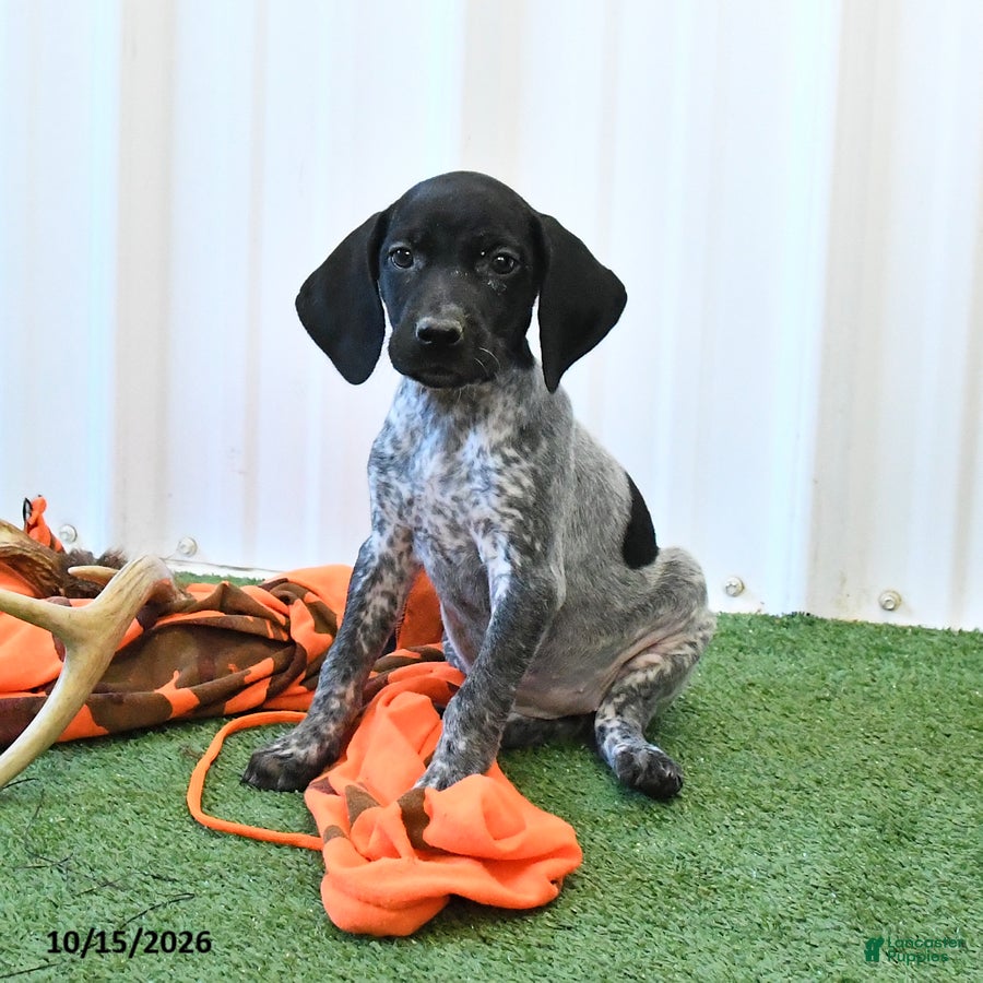 German Shorthaired Pointer dogs Leslie - Ad 1