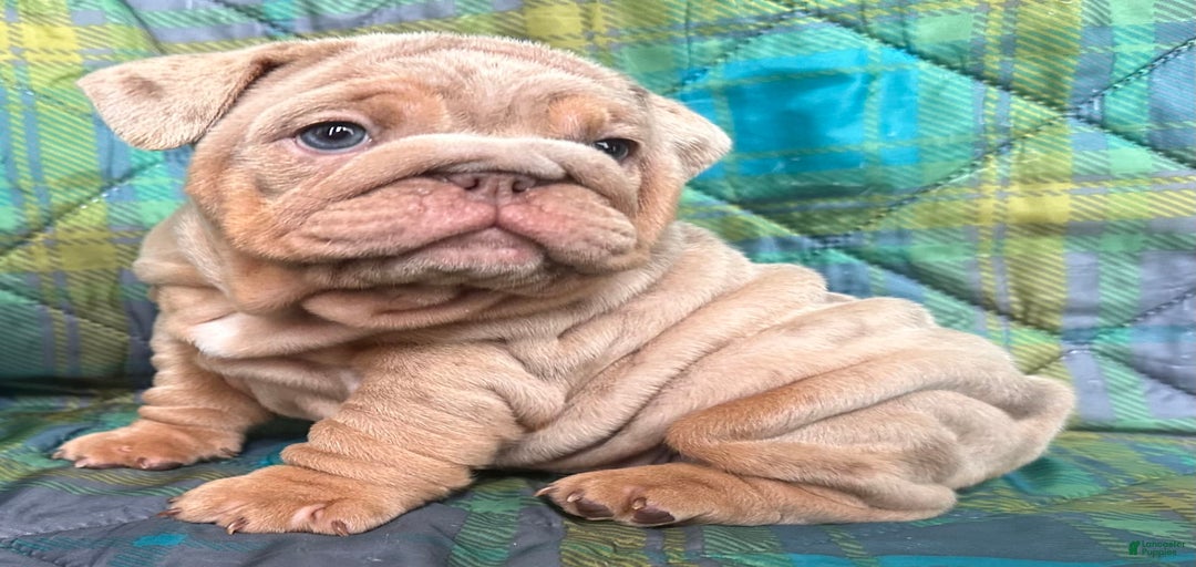 Gallery Image {{count}}