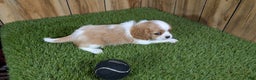 Cavalier King Charles Spaniel dogs for sale: Cavalier King Charles Spaniel Puppy 1 - Ad 4