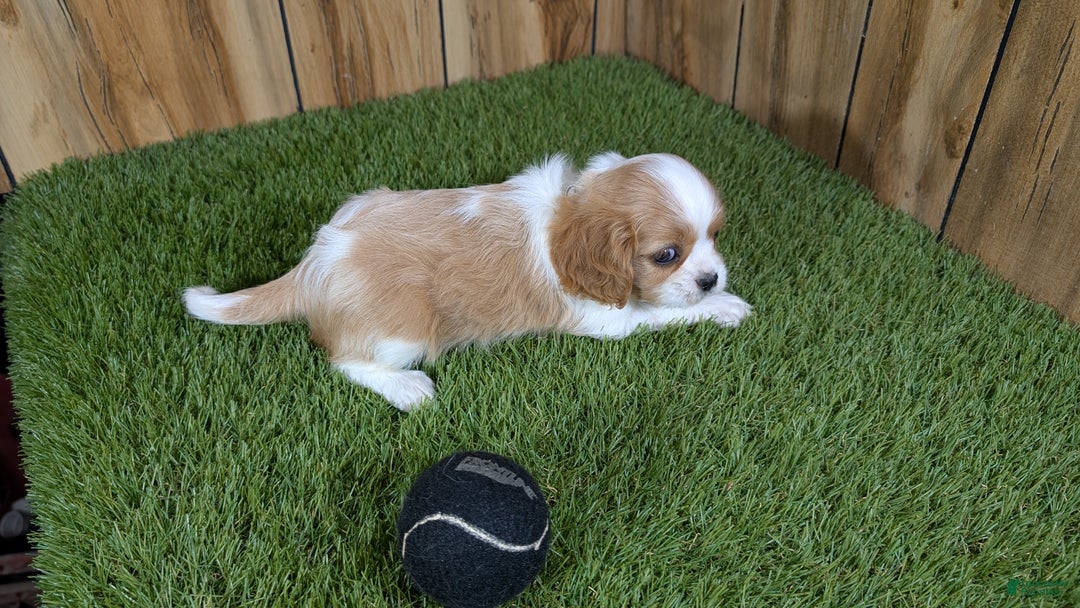 Cavalier King Charles Spaniel dogs for sale: Cavalier King Charles Spaniel Puppy 1 - Ad 4