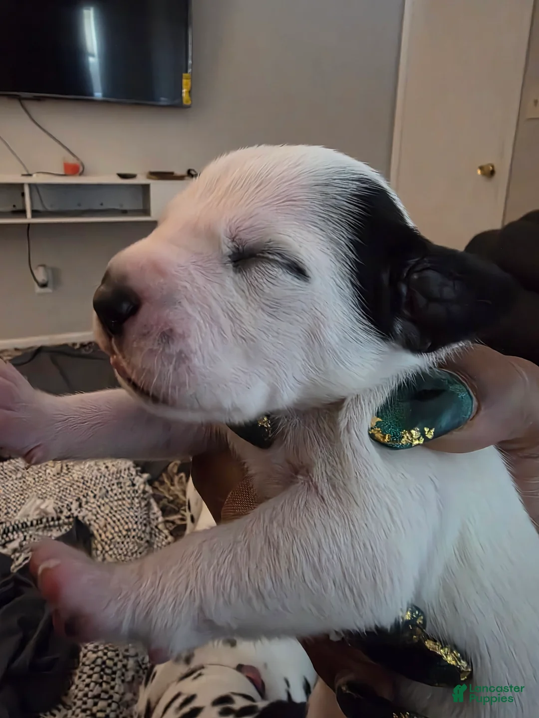 Dalmatian dogs for sale: Dalmatian Puppy 6 - Ad 1