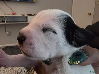 Dalmatian dogs Dalmatian Puppy 6 - Ad 14