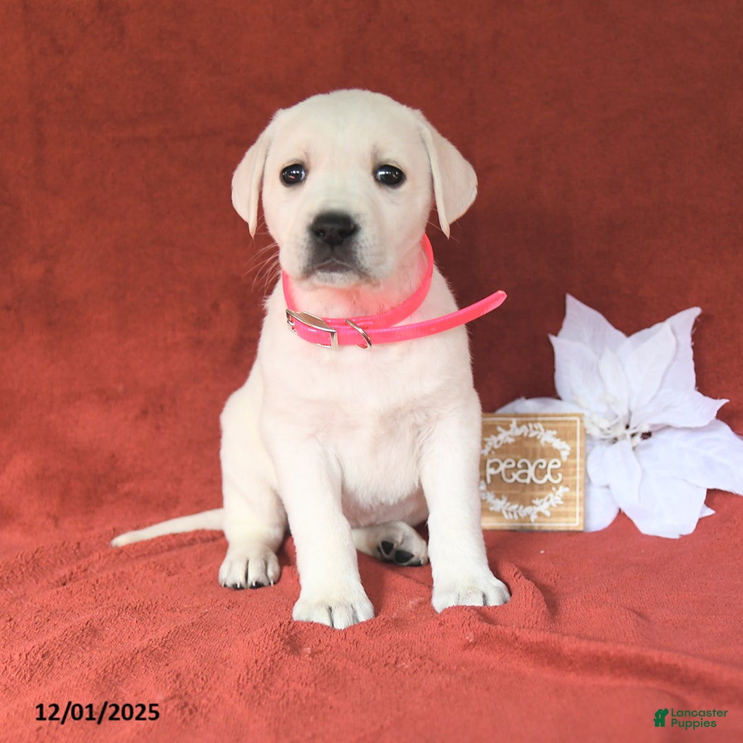 Labrador Retriever dogs for sale: Ella - Ad 2