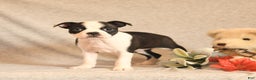 Boston Terrier dogs for sale: Fairy - Ad 2