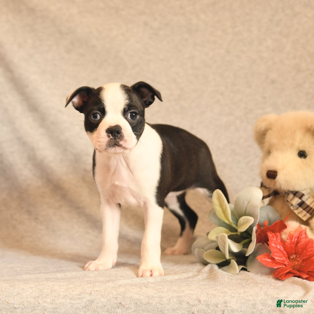 Boston Terrier dogs for sale: Fairy - Ad 2