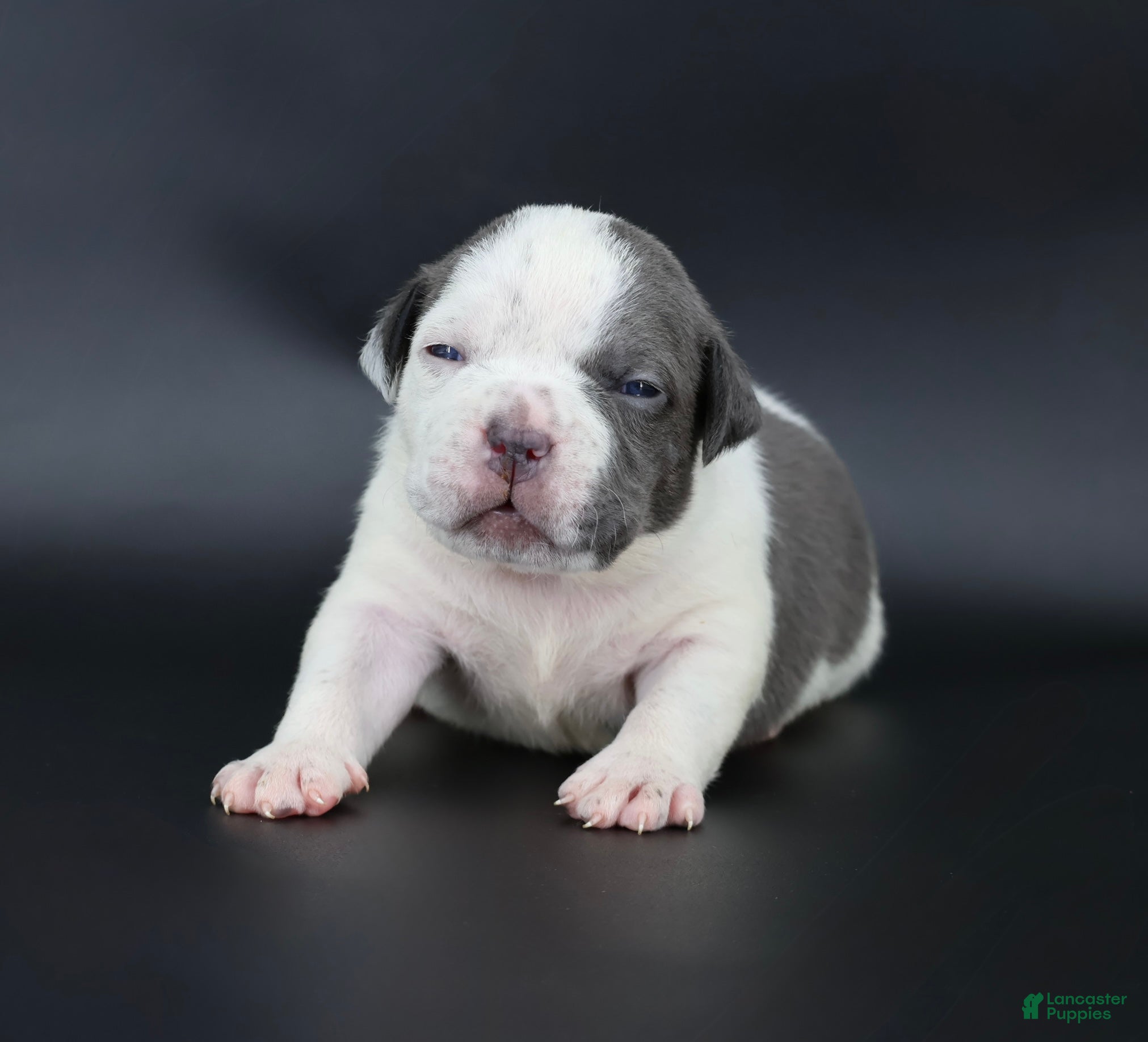 American Bully dogs Lace - Ad 29