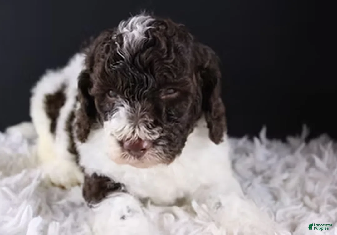 Standard Poodle dogs for sale: Lincoln - Ad 3