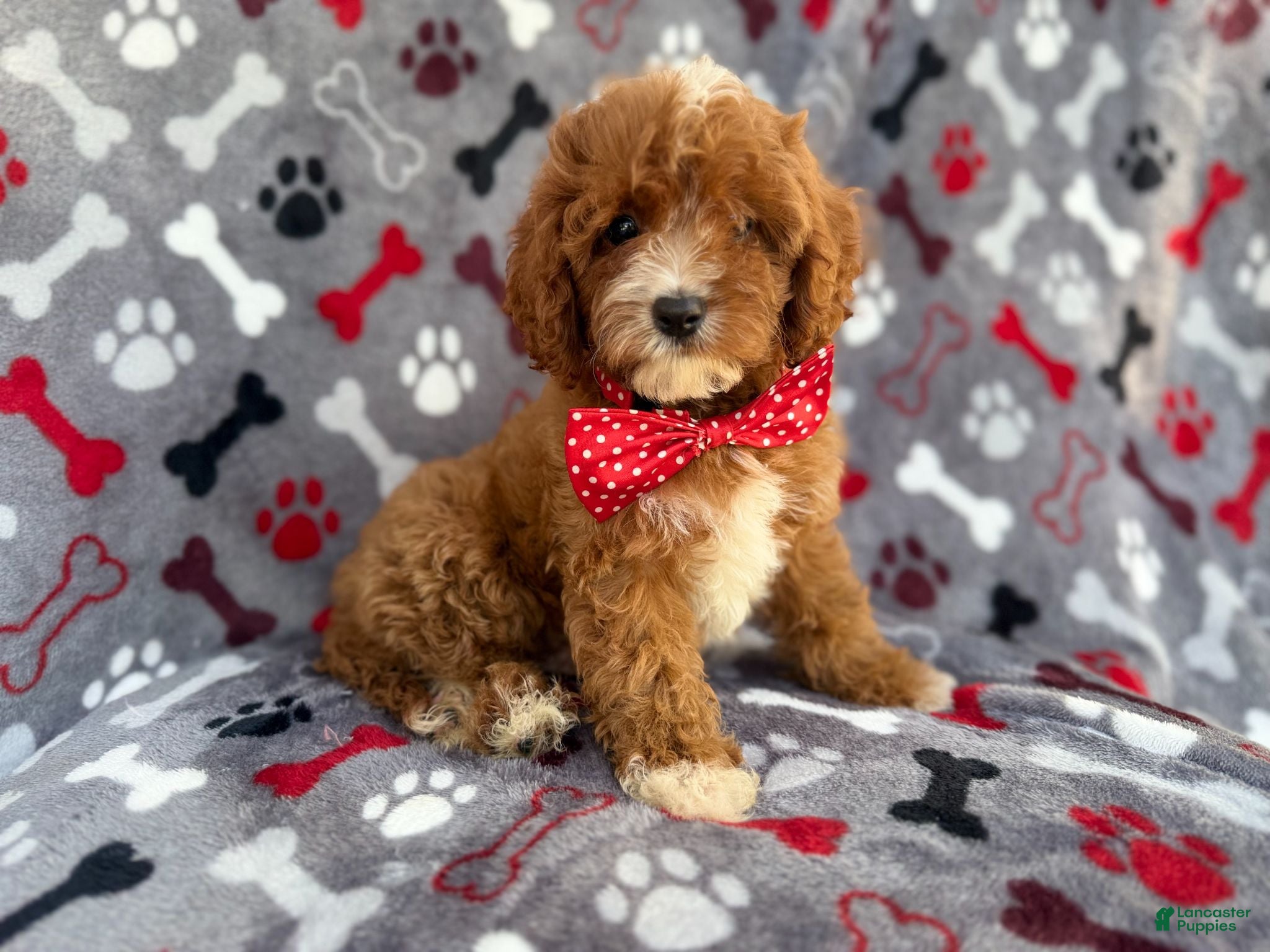 Cavapoo dogs Leo - Ad 27