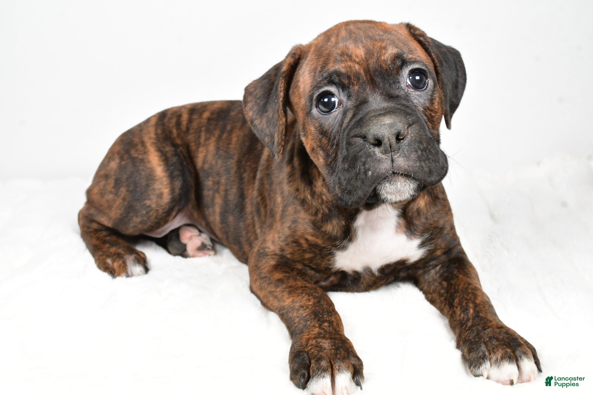Boxer dogs Maggie - Ad 1