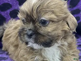 Shih Tzu dogs Ace - Ad 33