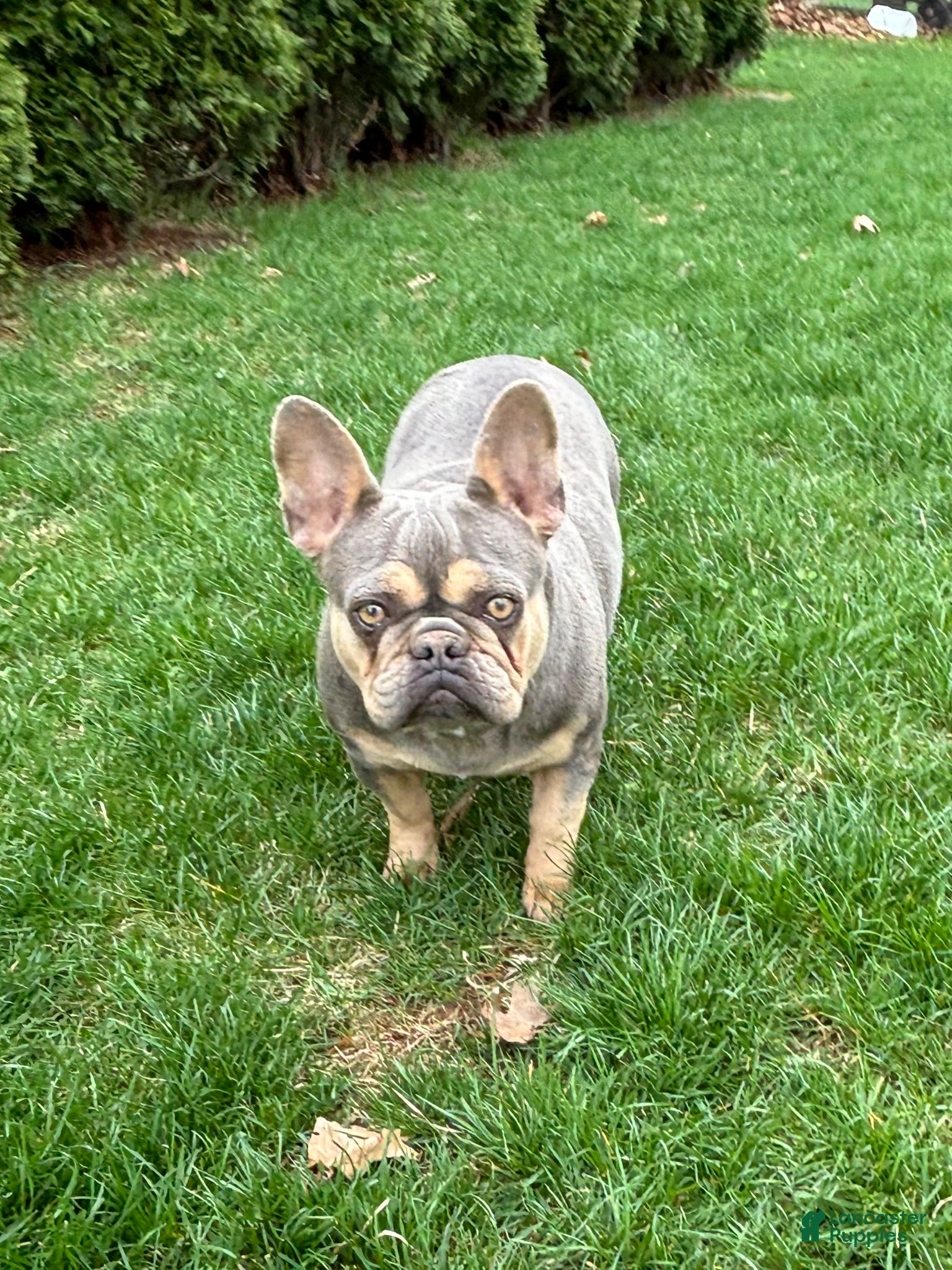 French Bulldog dogs French Bulldog Puppy 1 - Ad 1