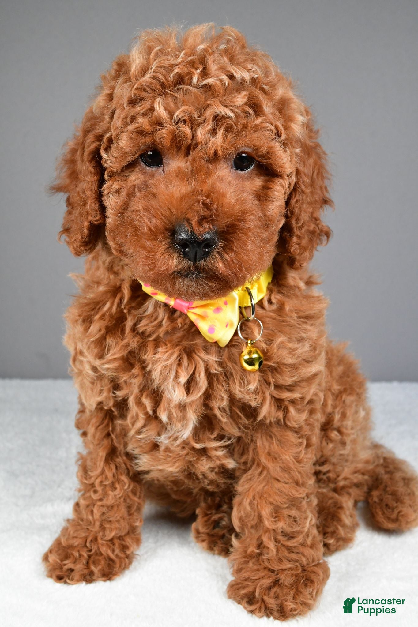 Miniature Poodle dogs Cooper - Ad 1