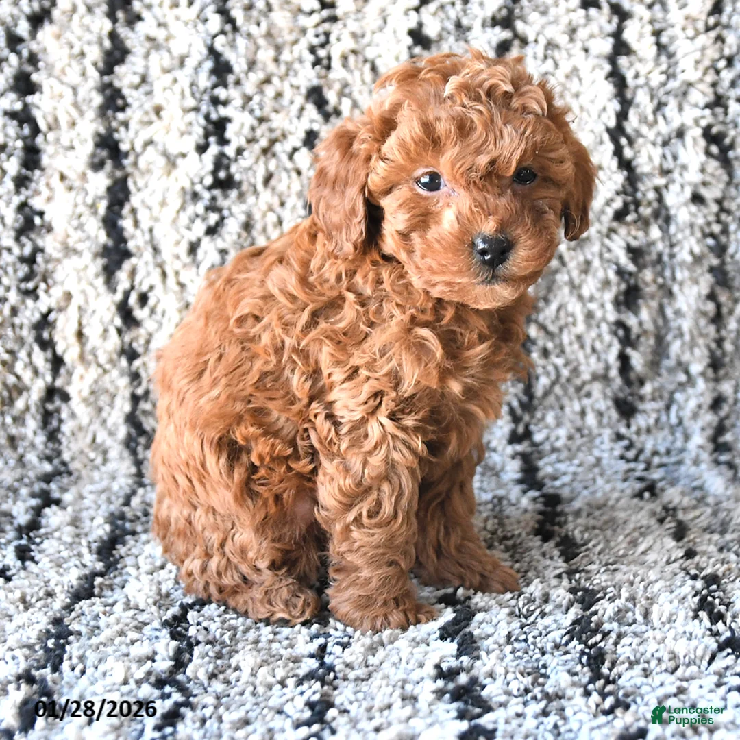 Toy Poodle dogs for sale: Olivia - Ad 4
