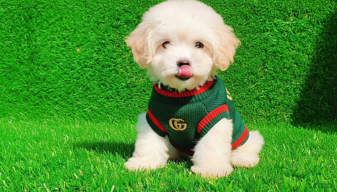 Maltipoo dogs for sale: GUCCI - Ad 2