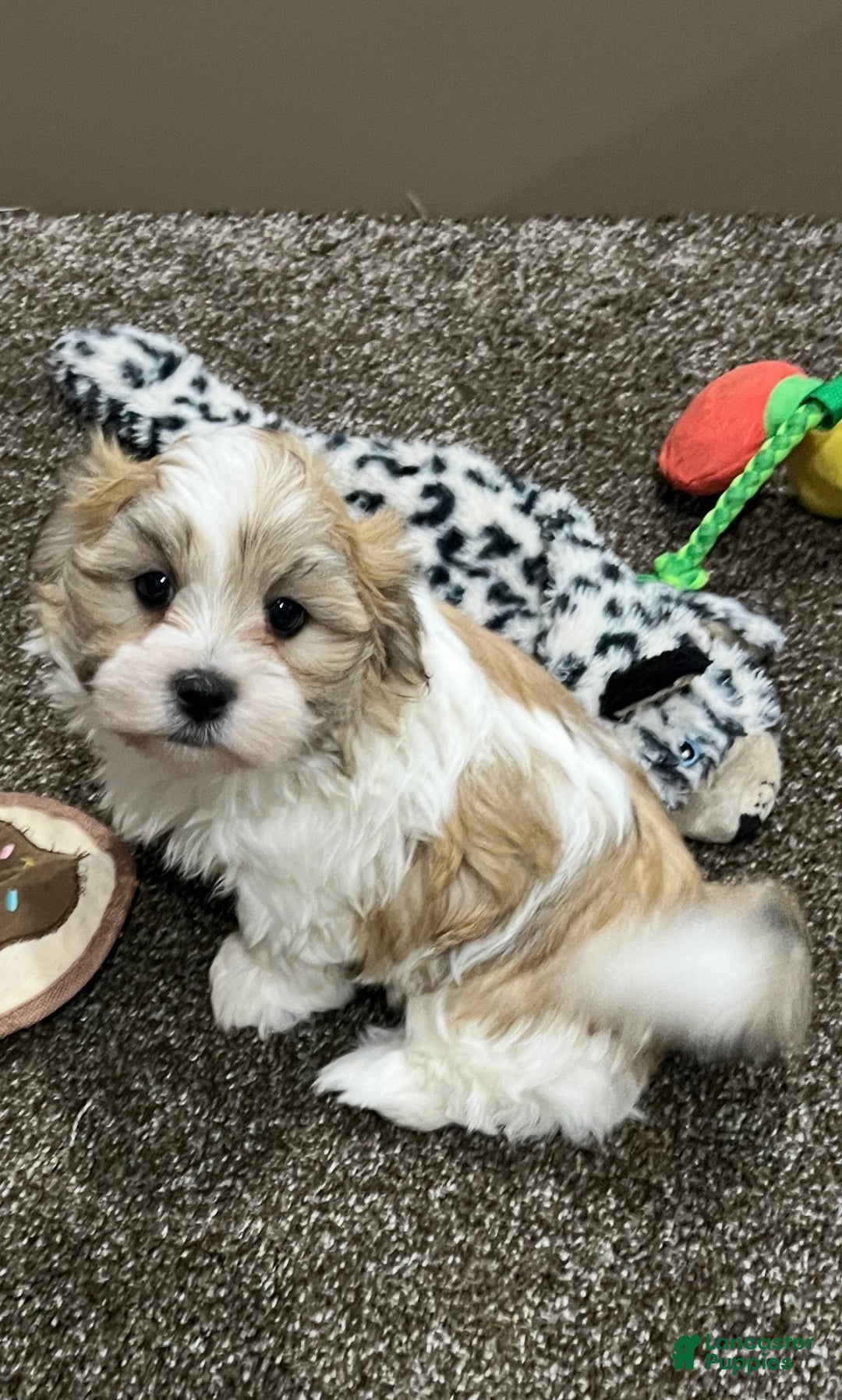 Malshi dogs for sale: Rocky - Ad 8