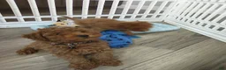 Toy Poodle dogs for sale: Tiger - Ad 3