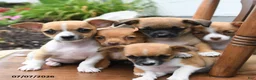 Chihuahua dogs for sale: Rosita - Ad 3