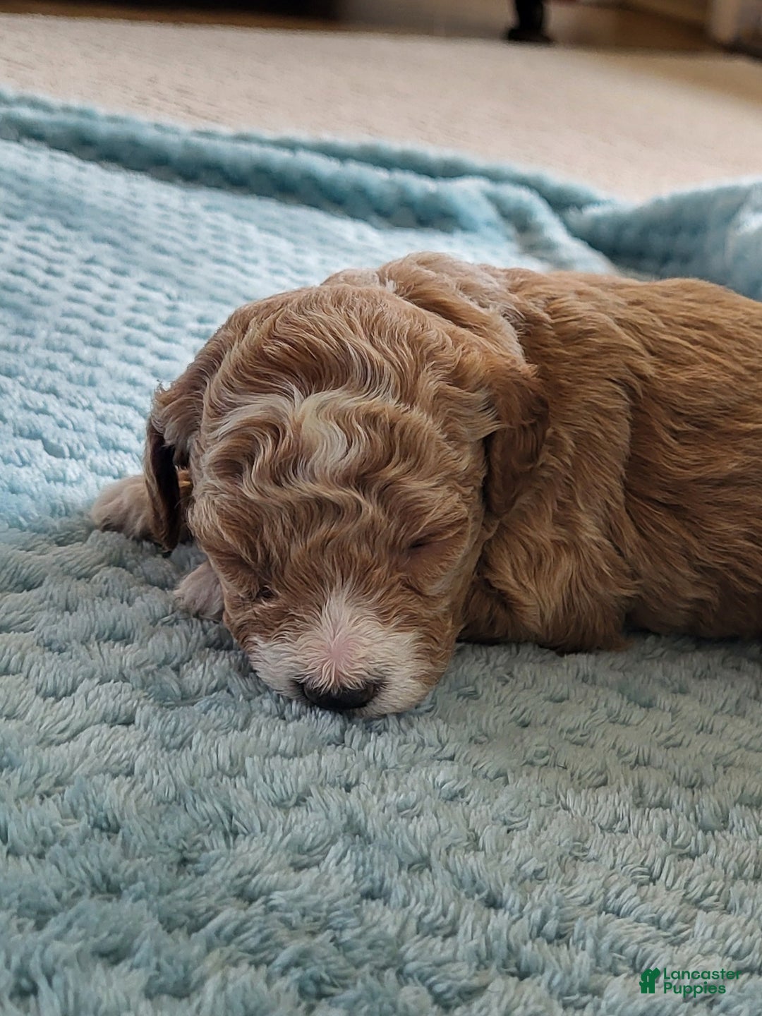 Goldendoodle dogs for sale: Rusty - Ad 6