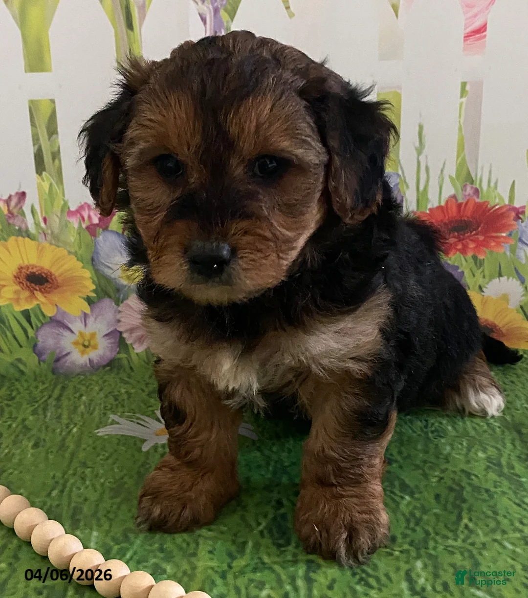 Yorkiepoo dogs for sale: Charger - Ad 2