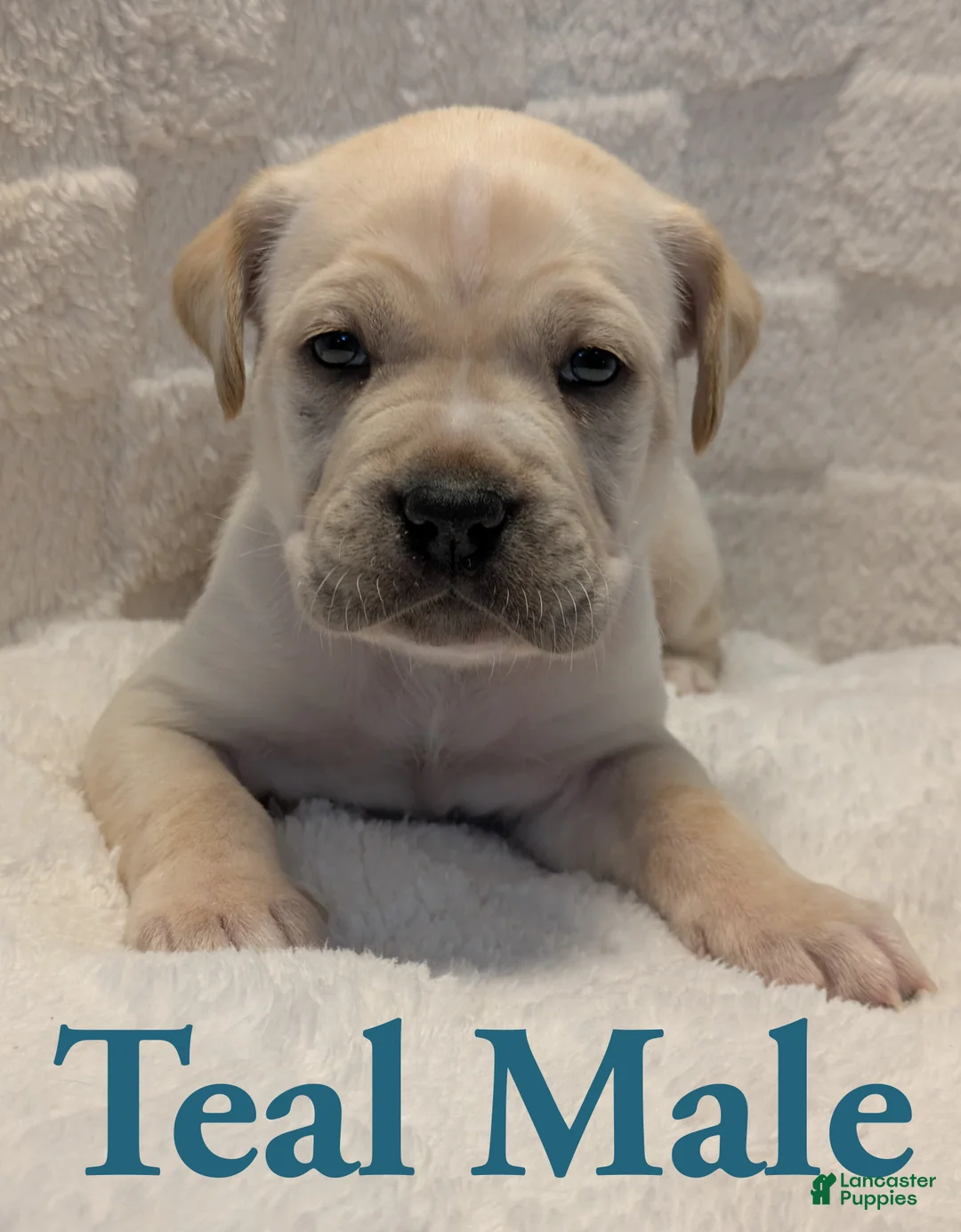 Cane Corso dogs for sale: Teal - Ad 2