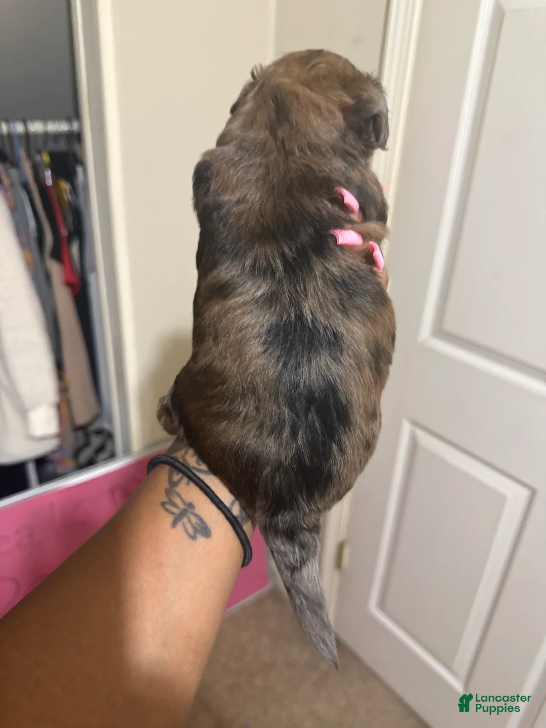 Mixed Breed dogs for sale: Ezra - Ad 2