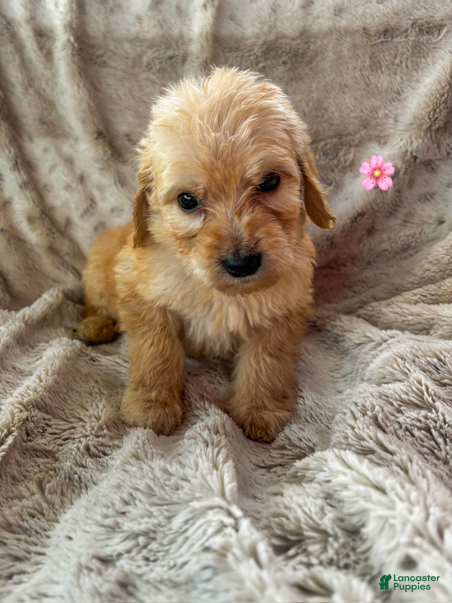 Goldendoodle dogs Capri - Ad 22