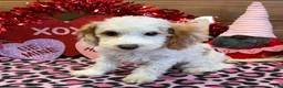 Cavapoo dogs for sale: Dolly - Ad 3