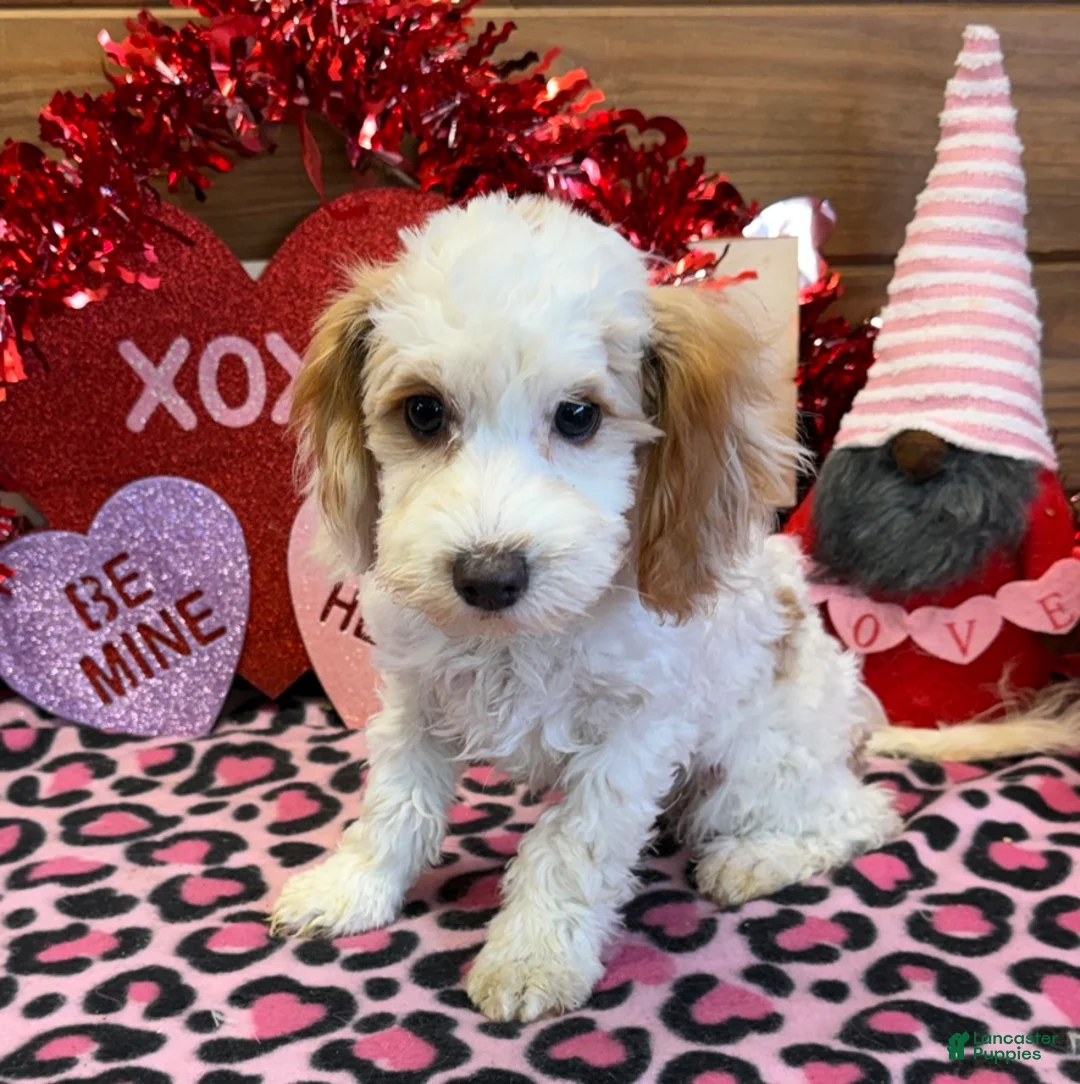 Cavapoo dogs for sale: Dolly - Ad 3