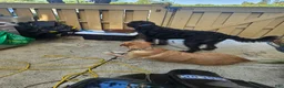 Labradoodle dogs for sale: Labradoodle 1 - Ad 3
