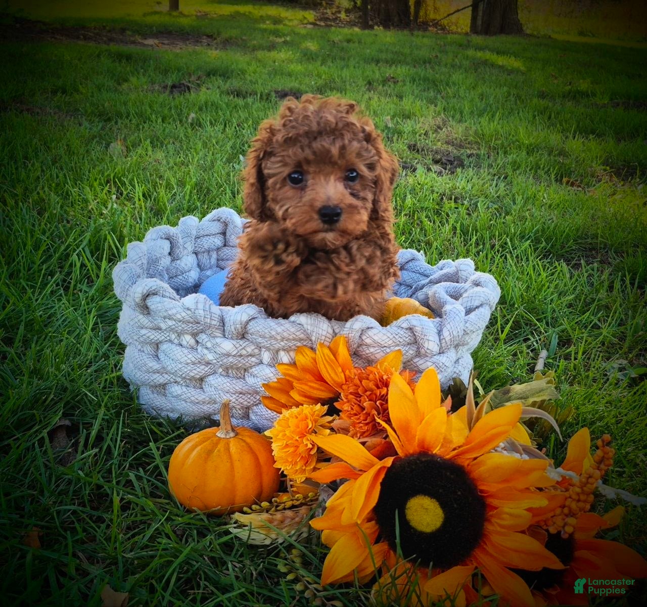 Toy Poodle dogs for sale: Toy Poodle 1 - Ad 18