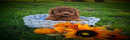 Toy Poodle dogs for sale: Toy Poodle 1 - Ad 1