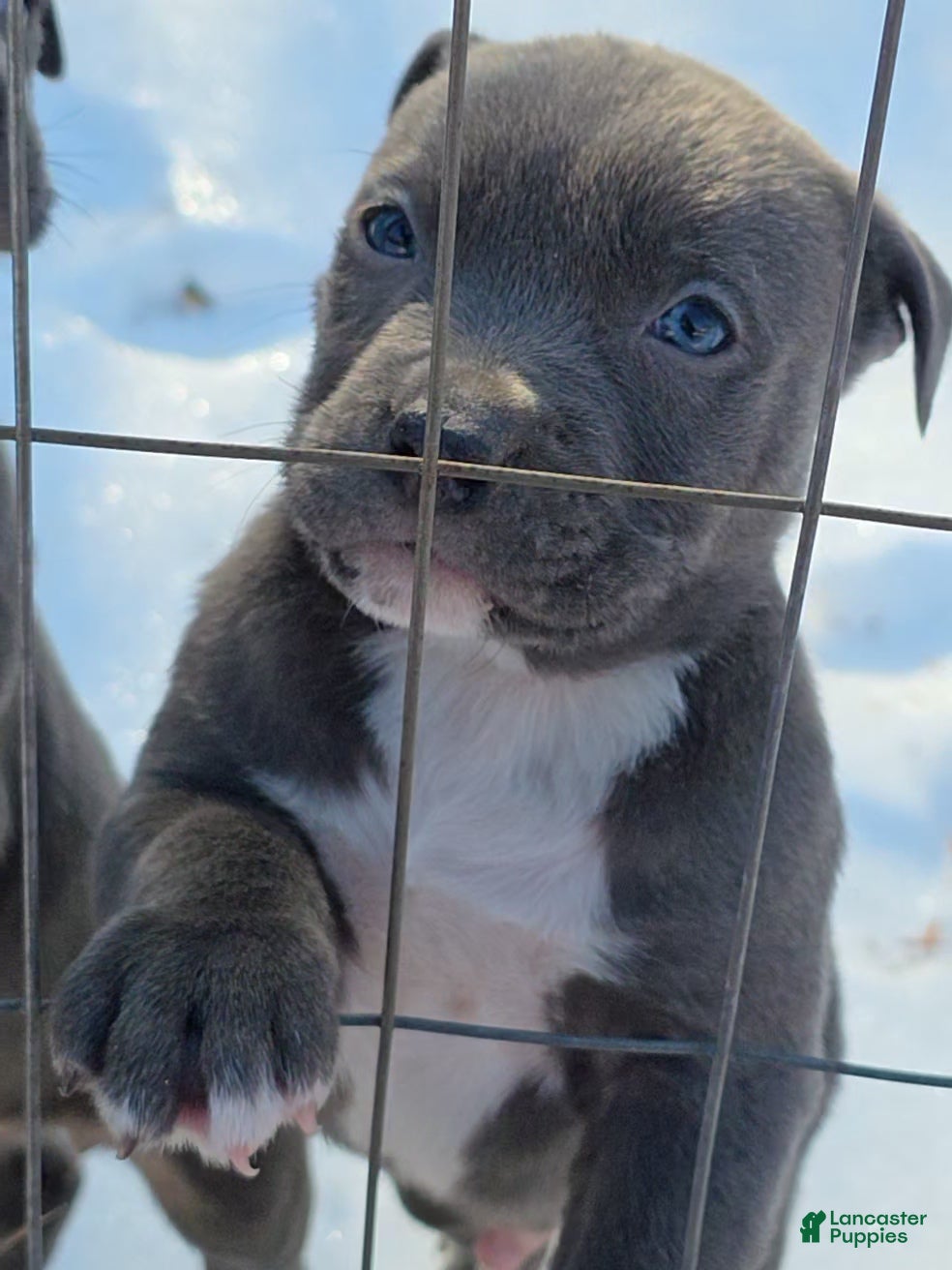 American Staffordshire Terrier dogs American Staffordshire Terrier Puppy 1 - Ad 1