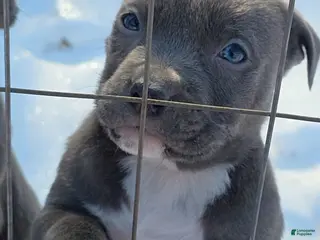 American Staffordshire Terrier dogs American Staffordshire Terrier Puppy 1 - Ad 1