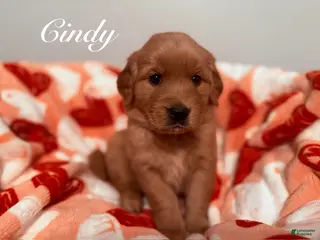 Golden Retriever dogs Golden Retriever Puppy 6 - Ad 19