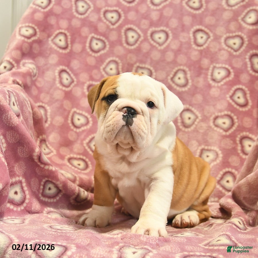 English Bulldog dogs Zilpha  - Ad 2