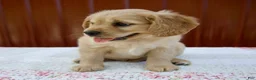 Miniature Golden Retriever dogs for sale: Gage - Ad 4