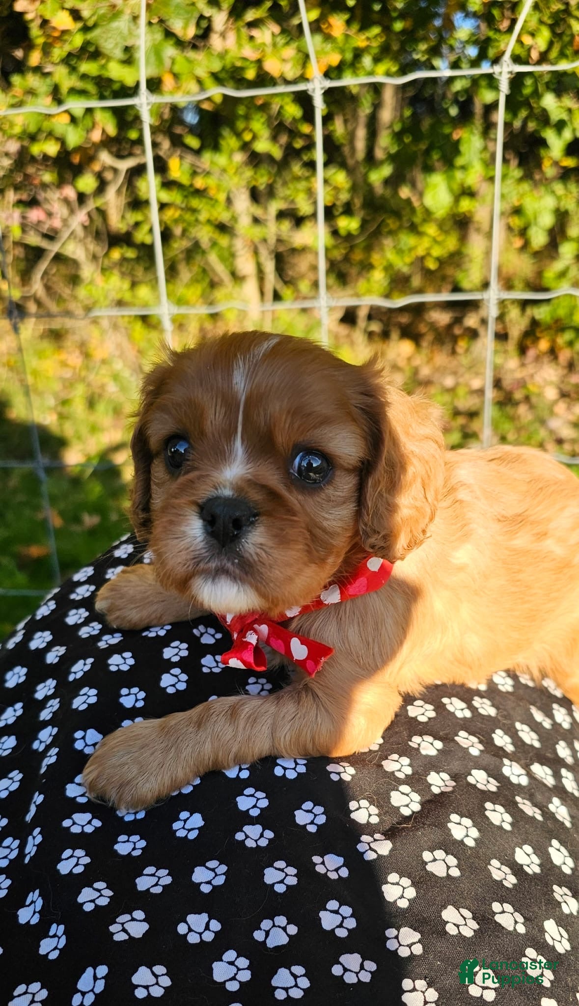 Cavalier King Charles Spaniel dogs for sale: ♥️LITTLE COOPER♥️ - Ad 2
