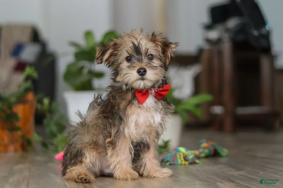 Morkie dogs for sale: Buddy - Ad 3
