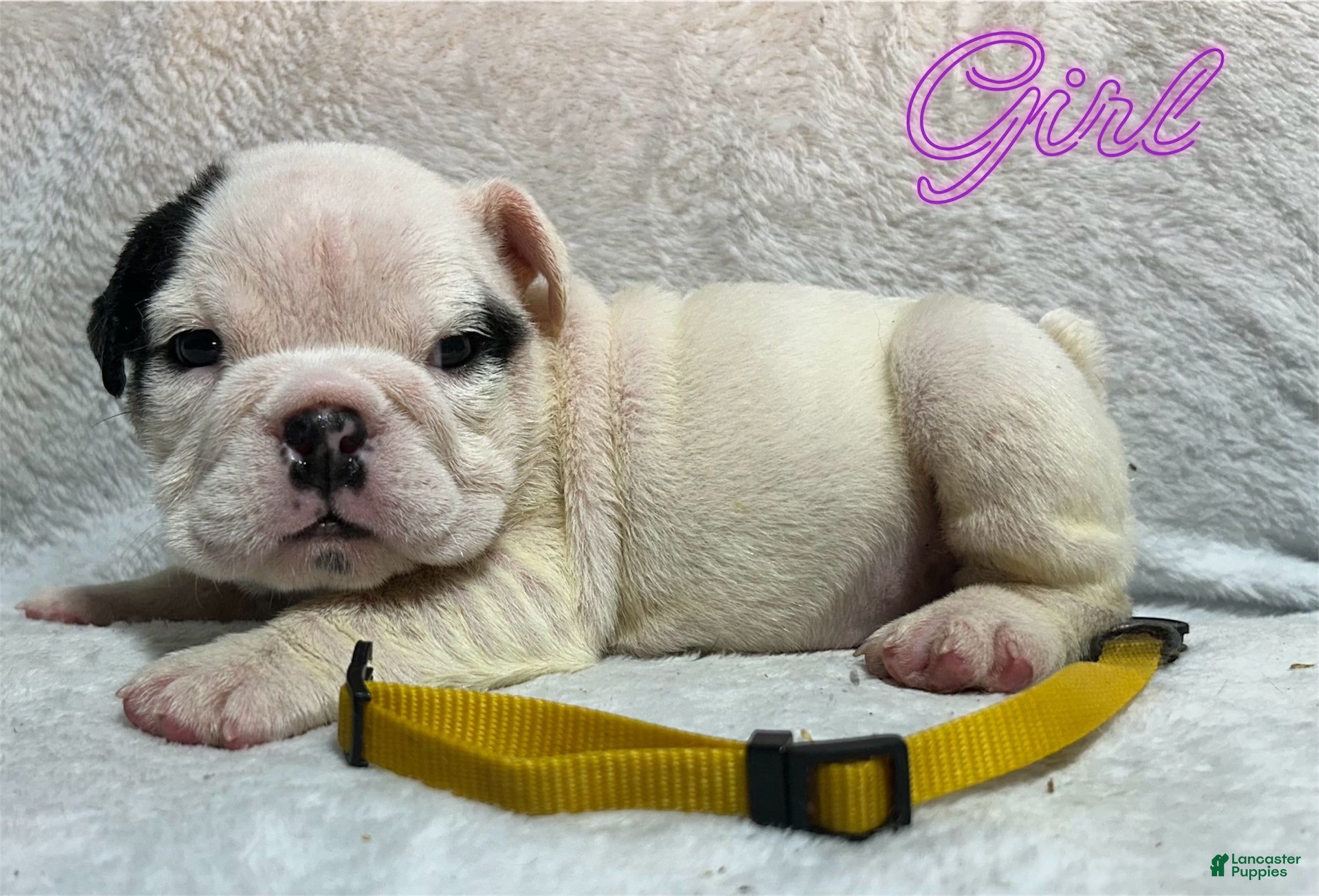 English Bulldog dogs English Bulldog 6 - Ad 1