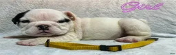 English Bulldog dogs for sale: English Bulldog 6 - Ad 1